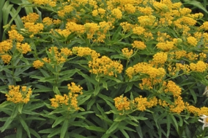 Asclepias 'Hello Yellow' 